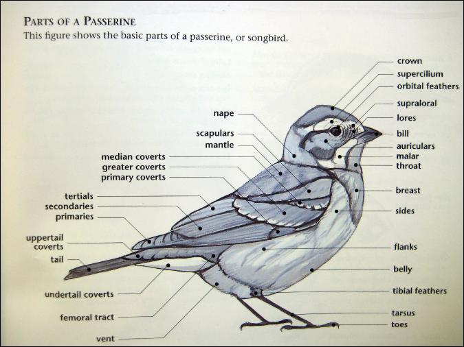 PartsofaPasserine
